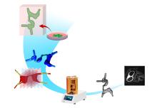 A diagram of the workflow in Vahid Serpooshan's National Science Foundation Early Career Development award study. The team starts with processing medical imaging data of patients to create 3D digital models of the developing human heart. These models are then bioprinted, seeded with cells, and analyzed using a variety of biomechanical and cellular assays to study the role of the tissue microenvironment in normal and abnormal processes of heart development. (Illustration Courtesy: Vahid Serpooshan) A diagram of the workflow in Vahid Serpooshan's National Science Foundation Early Career Development award study. The team starts with processing medical imaging data of patients to create 3D digital models of the developing human heart. These models are then bioprinted, seeded with cells, and analyzed using a variety of biomechanical and cellular assays to study the role of the tissue microenvironment in normal and abnormal processes of heart development. (Illustration Courtesy: Vahid Serpooshan)